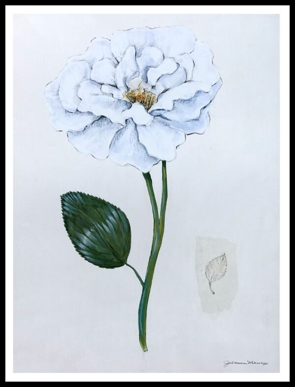 DNA MJP211 White Rose Ii